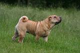 SHAR-PEI 955